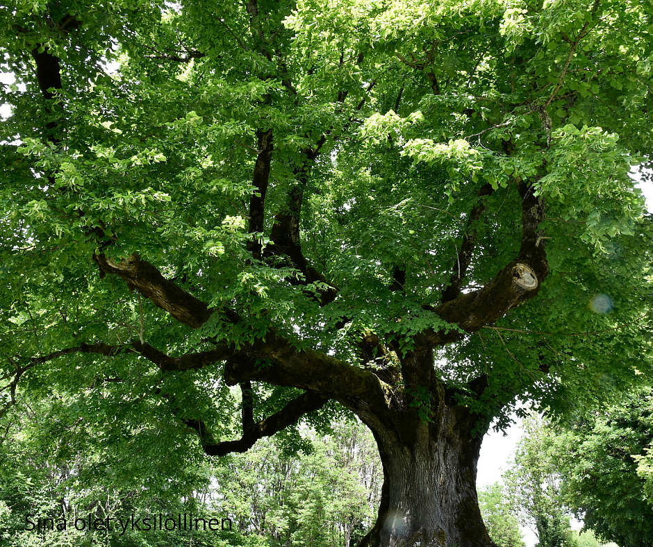 Kirjallinen kehon kokonaiskuva by Akupunktio Lähde